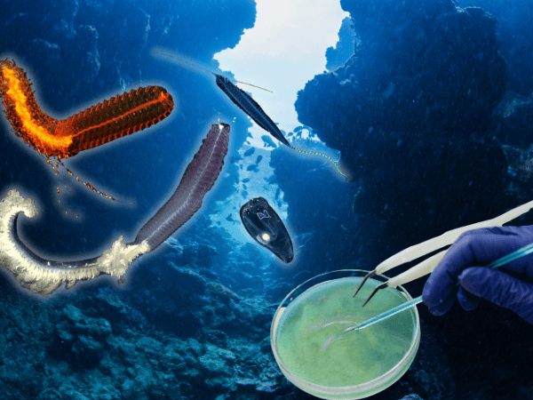 Marine Medicine – Deep-Sea Research and Biotech&nbsp;Breakthroughs