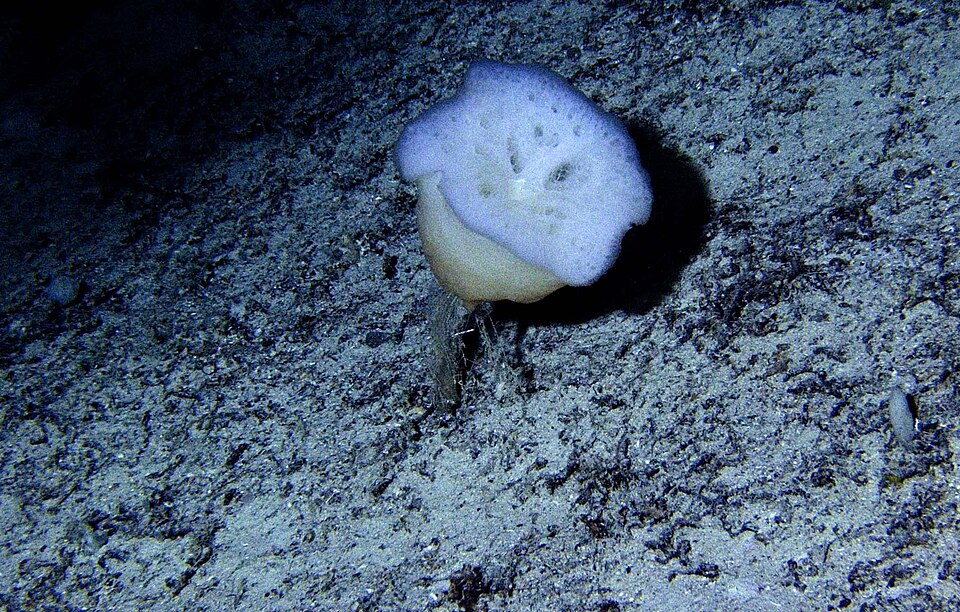 Deep sea glass sponge