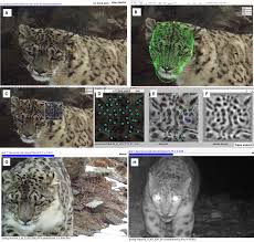 How Python Programming Protects Endangered Snow Leopards – Biology For Me